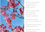 write and edit poetries that are ready to be published